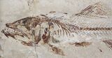 Cretaceous Fossil Fish (Spaniodon) - Part/Counterpart #24125-6